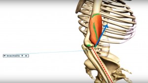 braquial_músculo_cinesiologia_vetores