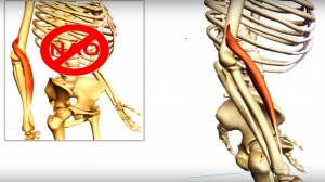 braquiorradial_músculo_cinesiologia_