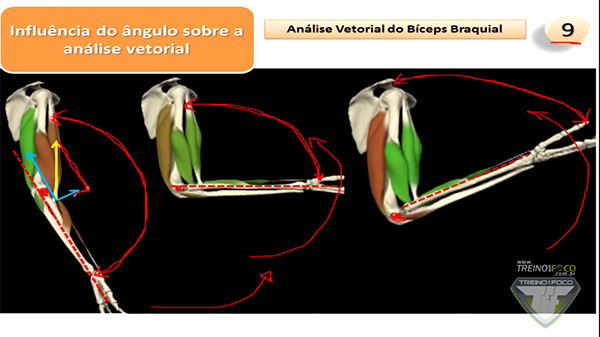 bíceps_180°_análise_vetorial