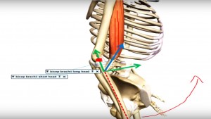 bíceps_braquial_eixo_vetores