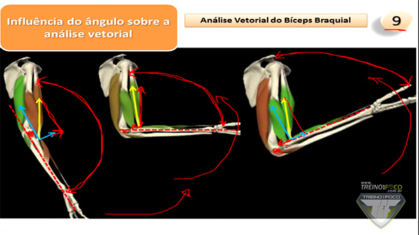 bíceps_braquial_menor_90°