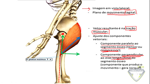 decomposição_glúteo_máximo_lateral