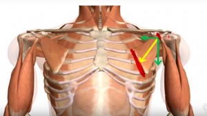 decomposição_vetorial_cinesiologia_peitoral _menor