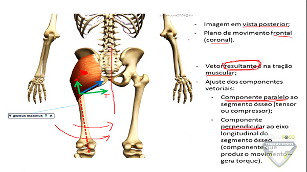 decomposição_vetorial_posterior_Glúteo _Máximo