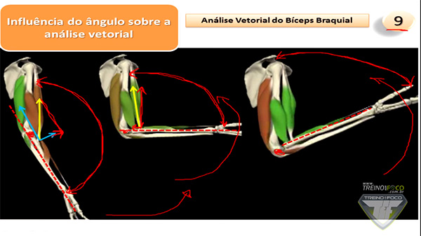 flexão_cotovelo_ângulo_90°