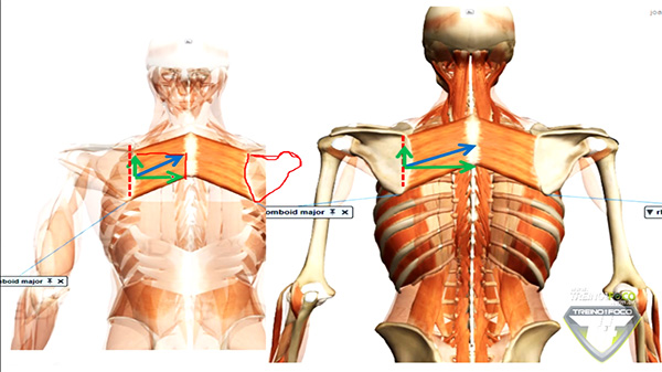 m´suculo_romboides_treinamento_cinesiologia