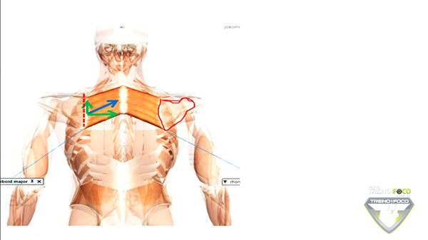 músculo_componentes_vetoriais_romboides