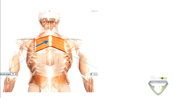músculo_romboides_vetor_cineisologia
