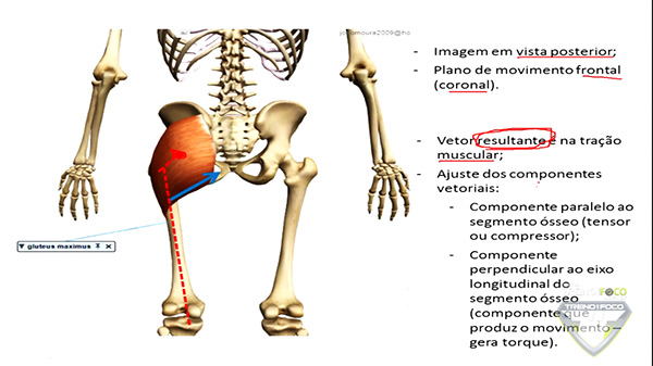 posterior_glúteo_máximo_vetor