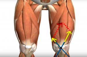 quadriceps_cinesiologia_paralelogramo