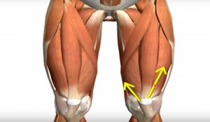 quadriceps_músculo_cinesiologia