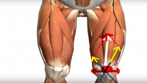 quadriceps_vetor_resultante_vasto_medial