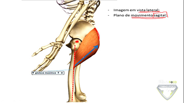 vetor_resultante_lateral_glúteo_máximo