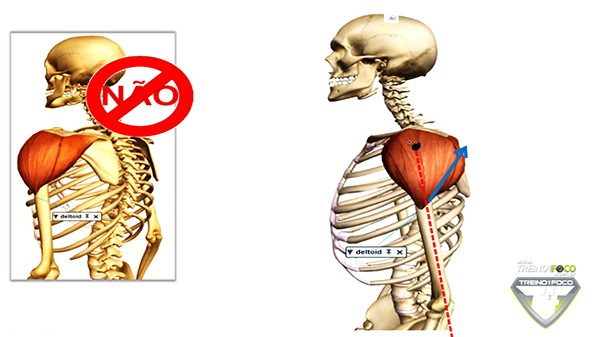 deltoide_posterior_cinesiologia_vetor