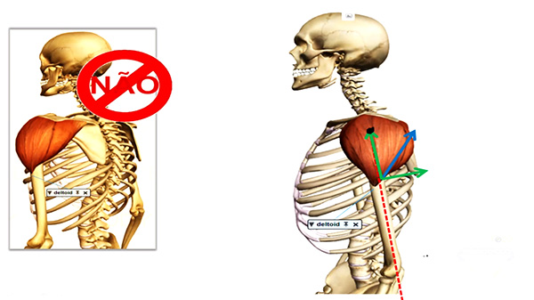 deltoide_posterior_vetor_resultante