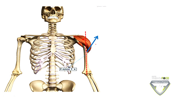 deltoide_vetor_anpalise_cinesiologia