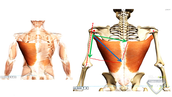 músculo_latíssimo_dorso_cinesiologia_grande_dorsal