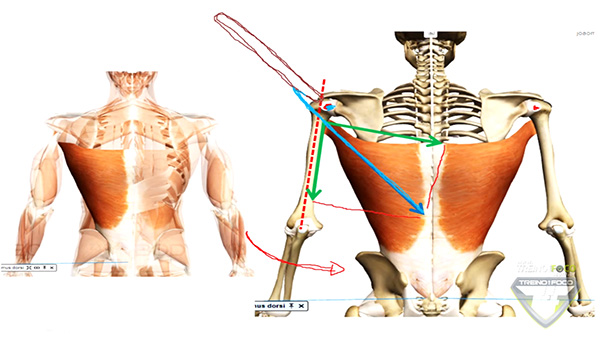 músculo_latíssimo_dorso_cinesiologia_vetor