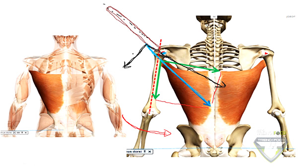 músculos_latíssimo_dorso_aánálise_cinesiologiaca_vetor
