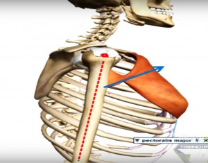 peitoral_maiaor_músculo_vetor_resultante_cinesiologia