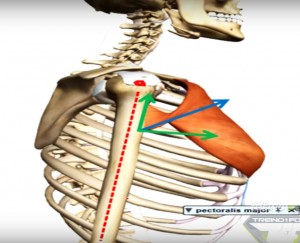 peitoral_maior_componentes_vetoriais_cinesiologia