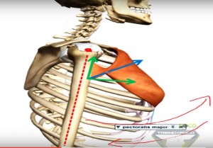 peitoral_maior_vetor_resultante_músculo