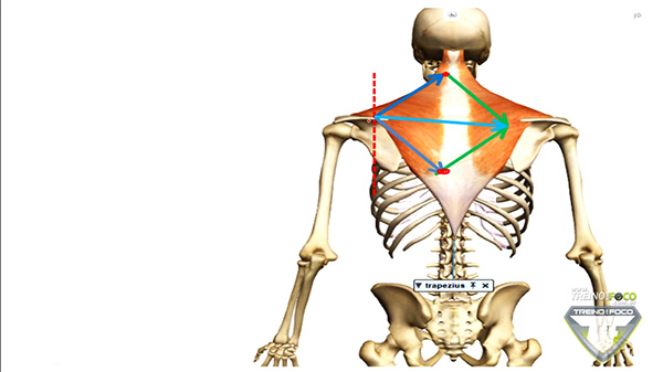 trapezio_superior_inferior_vetor_resultante