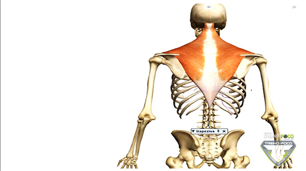 trape´zio_musculatura_posterior