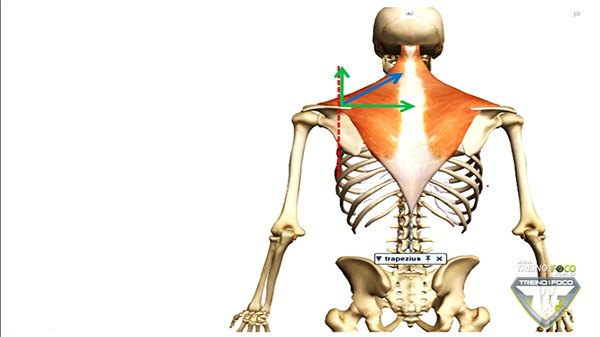 trapézio_superior_cinesiologia_movimentos