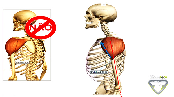 vetor_deltoide_anterior_ação