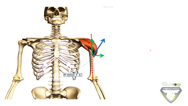 vetor_deltoide_cineisologia_plano_frontal