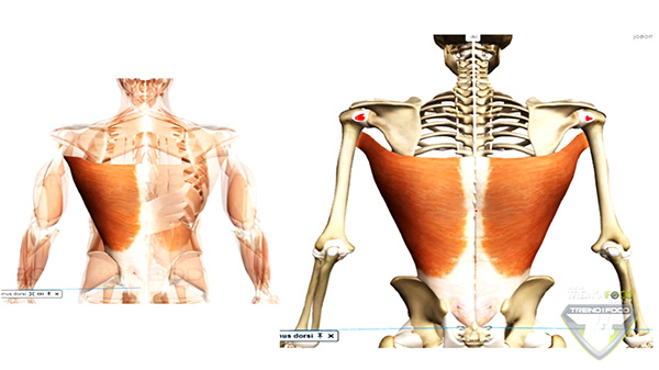 vetor_músculo_latíssimo_dorso_grande_dorsal