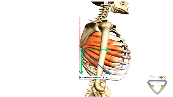 componete_vetor_serratil_anterior