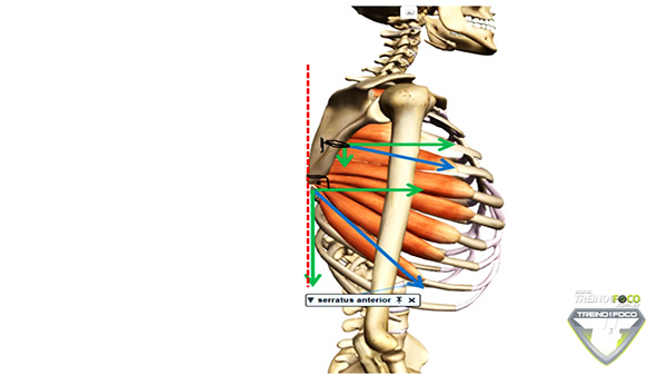 músculo_serratil_anterior_fibras_suepriores