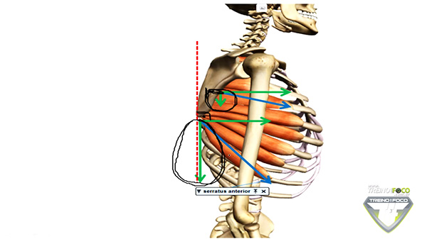 músculo_serratil_anterior_vetores