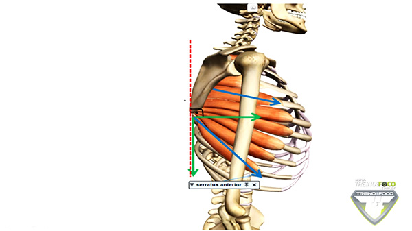 serratil_anterior_fibras_superiores