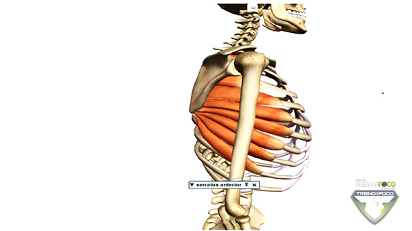 serratil_anterior_músculo_