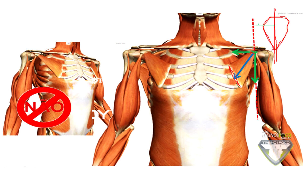 biofotogrametria_treino_em_foco_desvios_posturais_retração_do_ombro