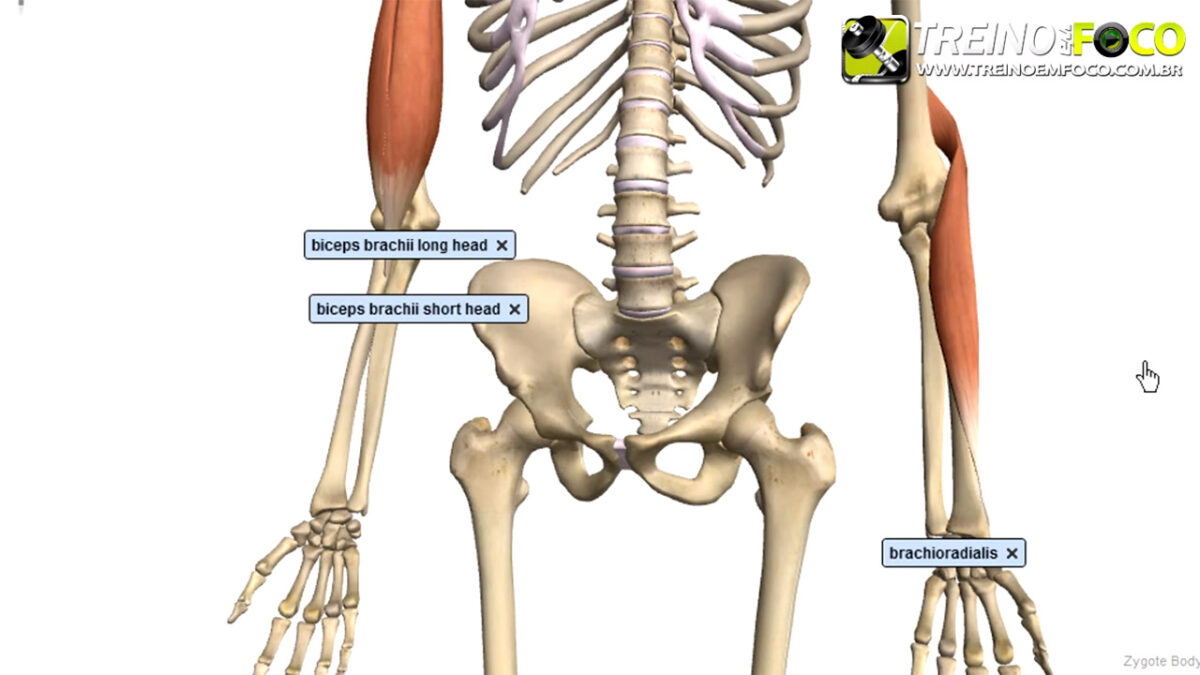 braquiorradial_treino_em_foco_alongamento_flexionamento