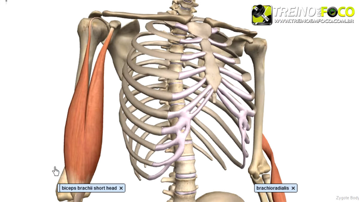 bíceps_braquial_flexores_do_cotovelo_alongamento_flexionamento