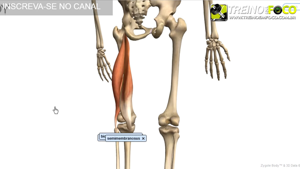 hipolordose_lombar_desvios_posturais_biofotogrametria_treino_em_foco