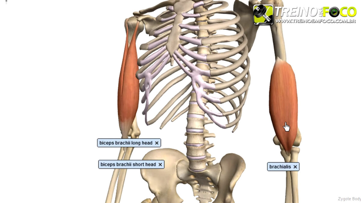 treino_em_foco_alongamento_flexionamento_braquial