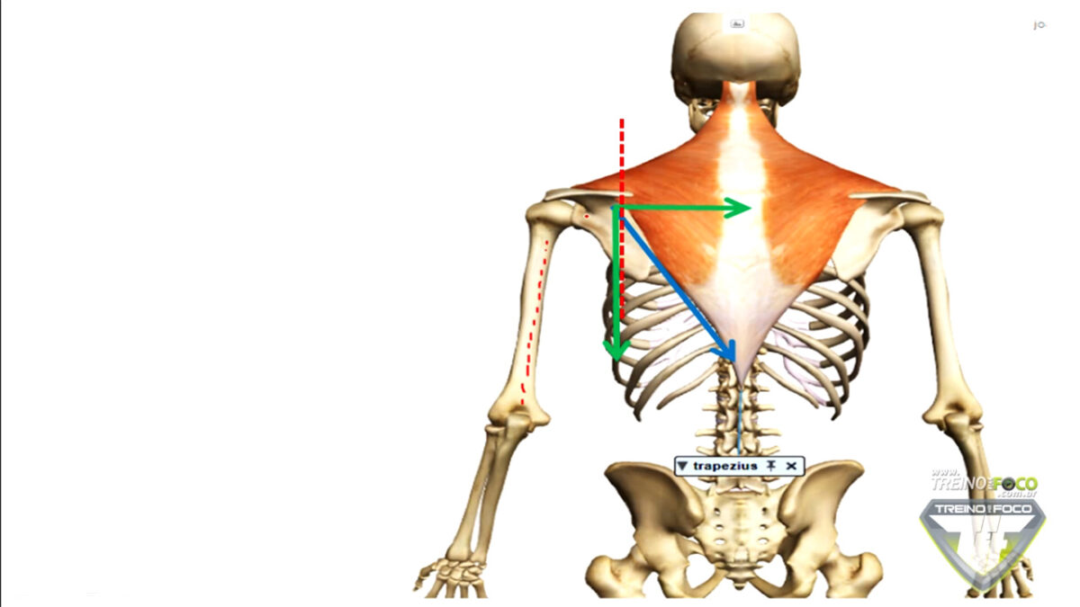 treino_em_foco_depressão_escapular_desvios_posturais_biofotogrametria