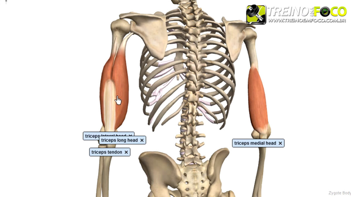 treino_em_foco_tríceps_braquial_flexionamento_alongamento_exercícios