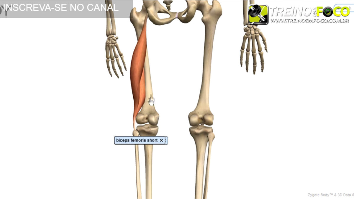 bíceps_femoral_cabeça_curta_treino_em_foco_alongamento_flexionamento