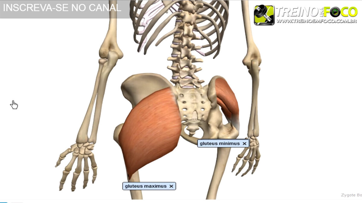 glúteo_minimo_musculatura_do_glúteo_treino_em_foco_alongamento_flexionamento