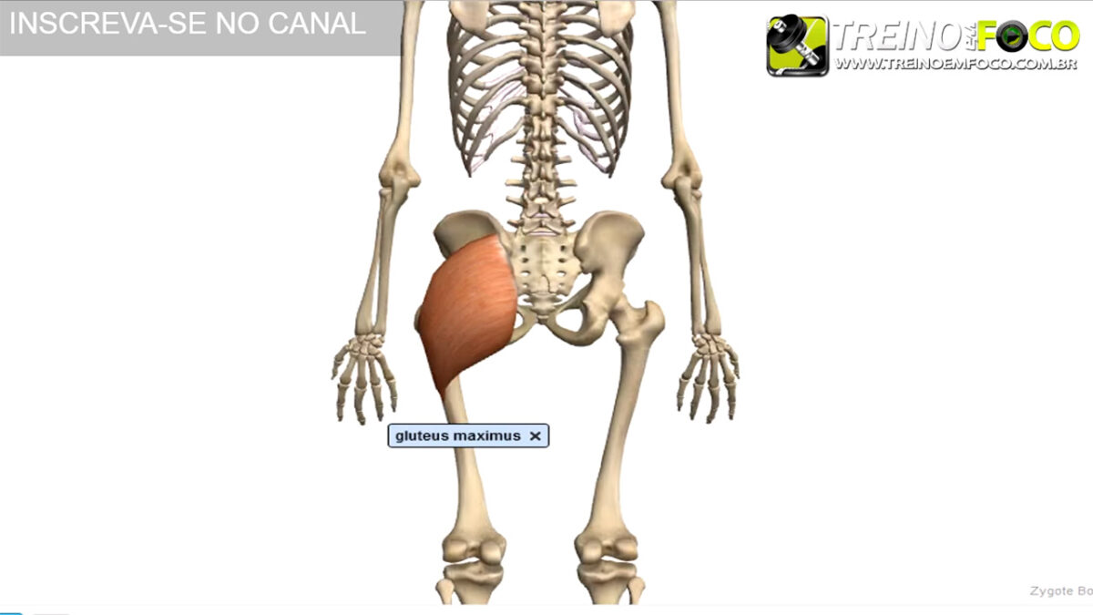 glúteo_máximo_musculatura_do_glúteo_treino_em_foco_alongamento_glúteo