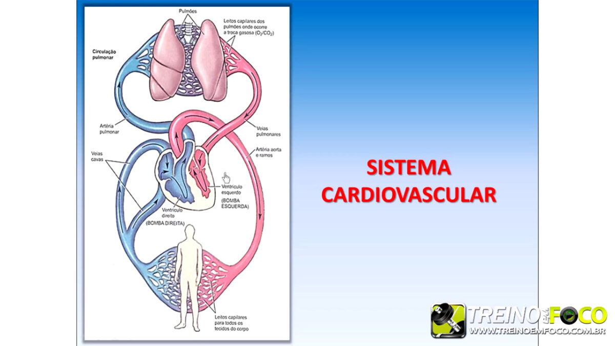treino_em_foco_fisiologia_cardiovascular_coração_débito_cardíaco
