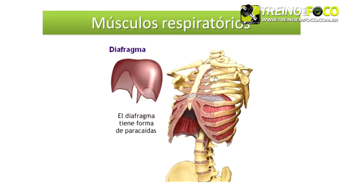 treino_em_foco_fisiologia_cardiovascular_respiratório_corrida_sistemas