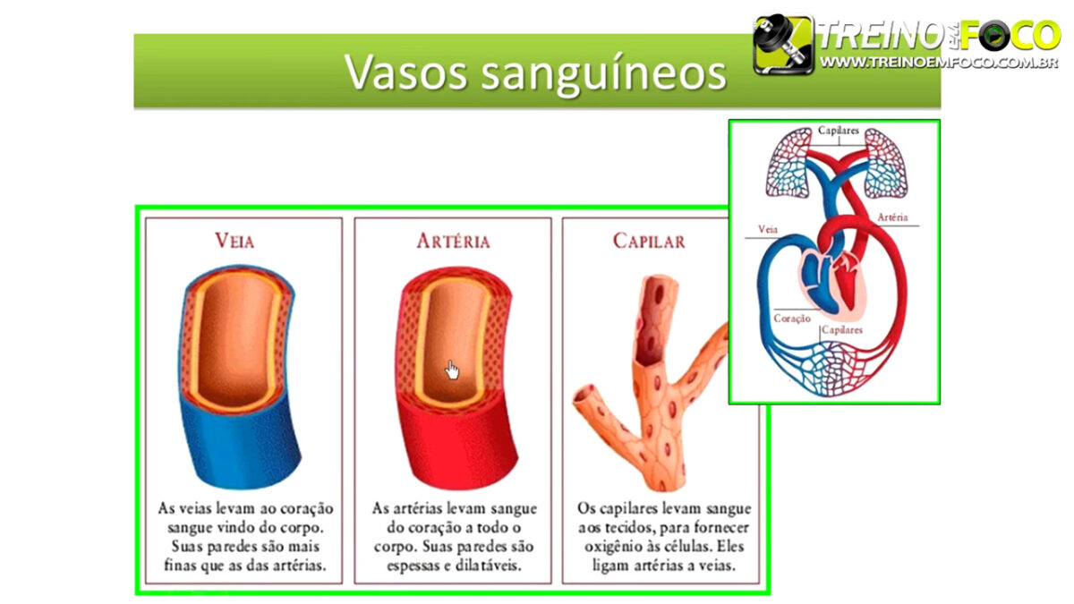 treino_em_foco_fisiologia_cardiovascular_sistema_cardiovascular_respiratório